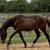 2yr old Bay Gelding - 14h - Arkansas 3 thumbnail