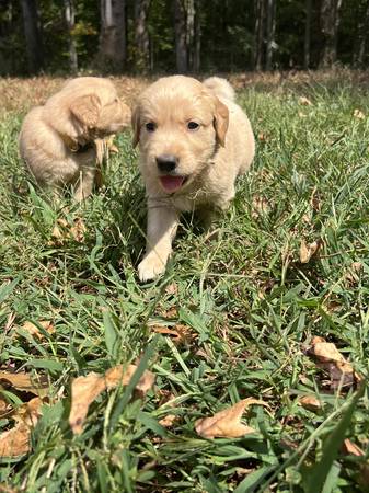 Golden Retriever Puppies (Lagrange)63881507220355120