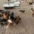 Chickens and Roosters 4 thumbnail