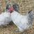 Lavender Orpington Roosters 2 thumbnail