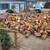 Firewood for Sale 2 thumbnail