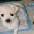 Chihuahua mix 3 thumbnail