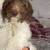 Aussiedoodle 4 thumbnail