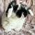 Holland Lop bunny rabbit 7 thumbnail