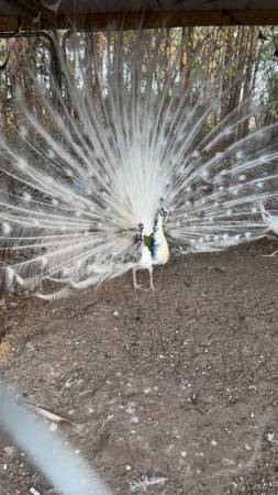 Peafowl 1