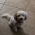 Rehome Male Toy Poodle 7 thumbnail