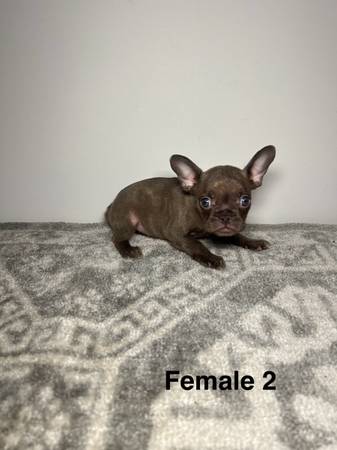 royal frenchels (Missouri City)63859317150723124
