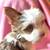 REWARD  Lost 2 female Yorkies on 8/26/ Tuesday  (Blanco Gardens) 1 thumbnail
