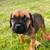 Female cane corso 1 thumbnail