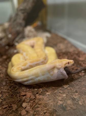 Albino Burmese Python 1