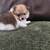 Pomeranian 1 thumbnail