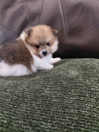 Pomeranian 1