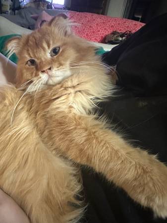 Scottish Fold Male 6 months 1