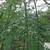 FRESH Moringa Leaves. 7 thumbnail