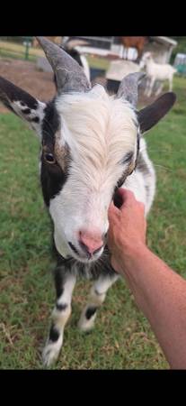 Goats 1