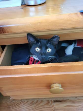 Muffin Needs A Home 1
