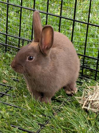 rabbit (Newburgh heights)63686659937281120