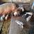 Piglets 2 thumbnail