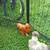 Silkies 3 thumbnail
