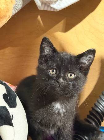 Boy kitten (Puyallup)596877573746206721