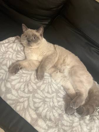 Scottish straight boy 1