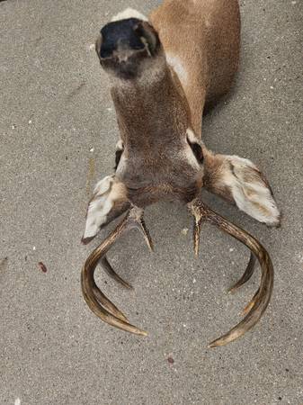 8 point white tail buck wallmount - $12562971057122433123