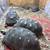 Redfoot Tortoise adults 1 thumbnail