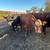 Beef cows 14 thumbnail
