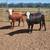 Bred heifers 3 thumbnail