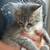 kitten 3 thumbnail