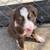 Mini Australian Shepherds puppies for rehoming fee 4 thumbnail