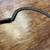 Antique Farmhouse Wood Handle Hay Grain Grass Cutting Sickle ! 9 thumbnail