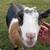 Nigerian Dwarf Goats - Proven Breeding Doe & Baby (Must Go Together) 3 thumbnail