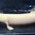 rare platinum ornate bichir fish 3 thumbnail