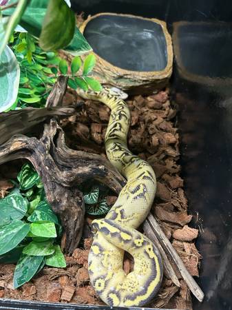 ball python (Vancouver)63895842434819121