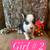 Corgi puppies 1 thumbnail