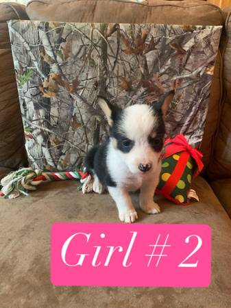 Corgi puppies 1