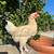 Gallinas/hens/pullets/gallos 3 thumbnail