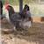 Young Laying Hens 2 thumbnail