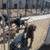 URGENT PLEASE HELP REHOME THESE DOGS 11 thumbnail