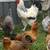 Fresh Eggs 3 thumbnail