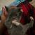 Rehoming gray/white kitten 1 thumbnail