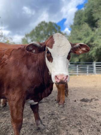 Replacement Cattle 1