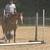 Husband/ trail/ lesson horse 3 thumbnail