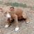 4 month old pit pups needs good home 3 thumbnail