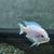White African Cichlid 2 thumbnail