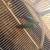 Green cheek conures 1 thumbnail