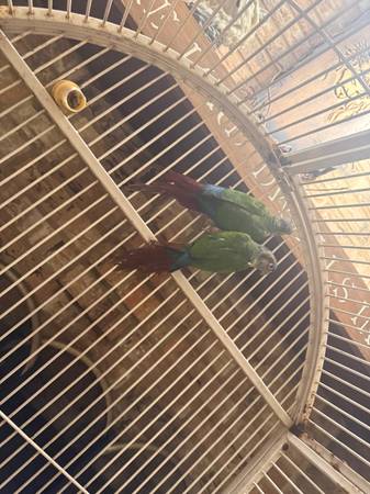 Green cheek conures 1