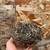Coturnix Quail Hatching and Eating Eggs 7 thumbnail