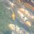 Jumbo koi 2 thumbnail